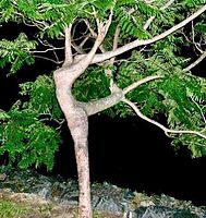 tree of dance